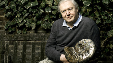 David Attenborough's Life Stories: Platypus