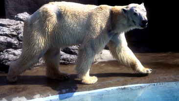Primary Class Clips: Darwin's Album: Predators and Prey