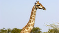 Primary Class Clips - Darwin's Album: 2. Favourable Characteristics of Animals