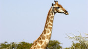2. Favourable Characteristics of Animals: Darwin's Album