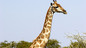 Primary Class Clips: Darwin's Album: Favourable Characteristics of Animals