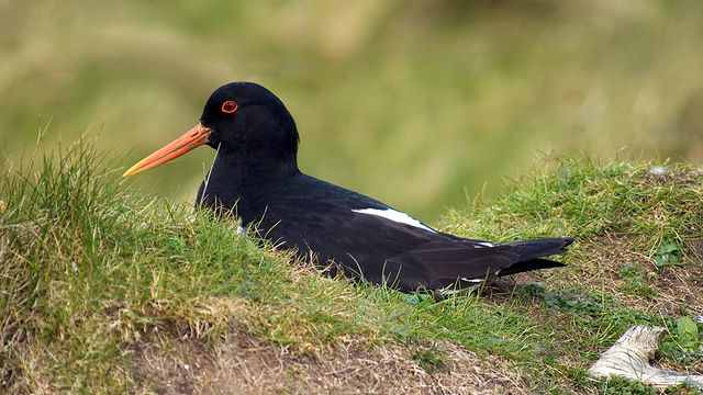 Open Country: Orkney Energy