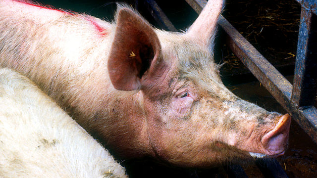 On Your Farm: 05/07/2009