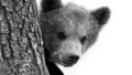 Afternoon Reading - Bears of England: 2. Circus Bears