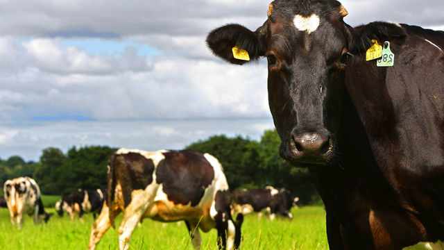 On Your Farm: 12/07/2009