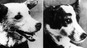 Space Dogs: Space Dogs