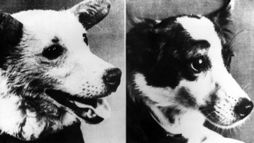 Space Dogs