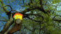 Show Me Show Me: 2. Trees and Tall Things