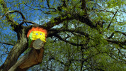 Show Me Show Me: 2. Trees and Tall Things