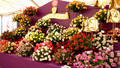 Hampton Court Palace Flower Show - 2009: Episode 2