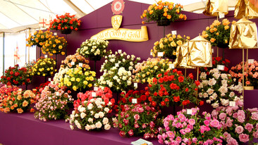 Hampton Court Palace Flower Show: 2009: Episode 2