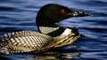 A Life With ... - Series 5: 2. Loons