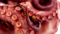 Sam and Mark's Guide to Dodging Disaster - Shorts: 40. Octopus