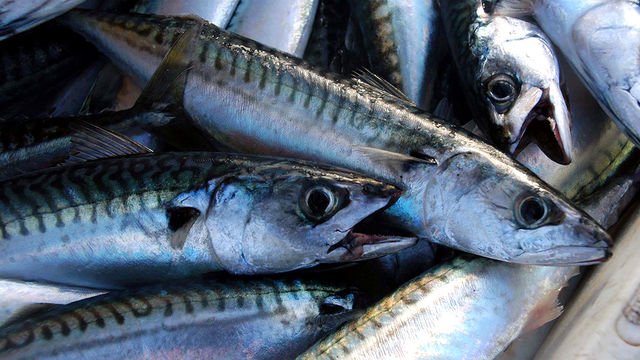 Food Programme: Omega 3