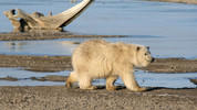 Inside Life: 1. Polar Bears
