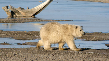 Inside Life: Polar Bears