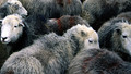 Farming Today: Thu, 05 Nov 2009