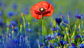 Poppies Are Red, Cornflowers Are Blue: Sun, 08 Nov 2009