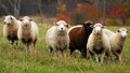 Farming Today: Tue, 10 Nov 2009