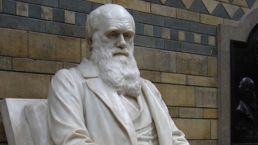 Darwin: Episode 1