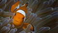 Life: 4. Fish