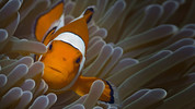 Life: 4. Fish