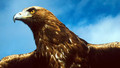Muir is Tir (Natural History): Episode 7