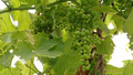 Anns a Gharradh (In the Garden): Episode 7