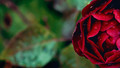 The Garden: Episode 2