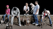Wonderland: 4. Seven Pups for Seven People