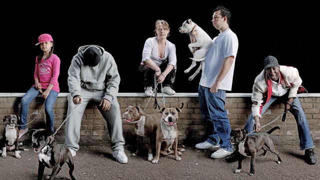 Wonderland: Series 2: Seven Pups for Seven People