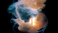 Frontiers: The Placenta