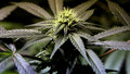 The Report: Thu, 19 Nov 2009
