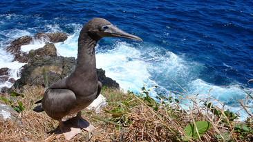 Inside Life: Frigate Birds