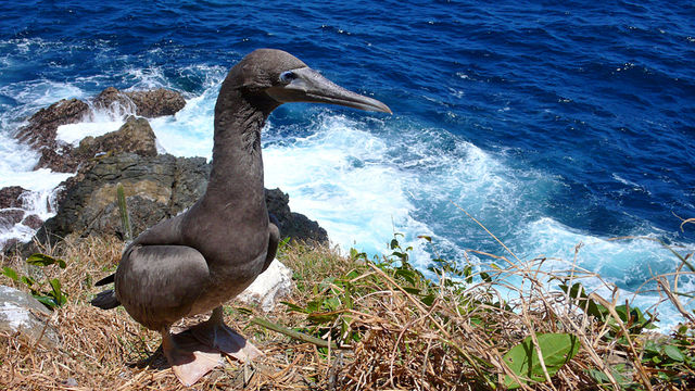 Inside Life: Frigate Birds