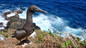 Inside Life: Frigate Birds