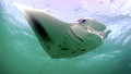 Natural World - 2009-2010: 3. Andrea - Queen of Mantas
