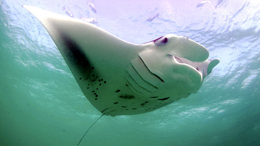 Natural World: 2009-2010: Andrea - Queen of Mantas