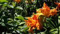 Twenty Minutes: Requiem for a Garden of Eden