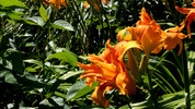 Twenty Minutes: Requiem for a Garden of Eden