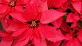 Beechgrove Potting Shed: Sun, 22 Nov 2009
