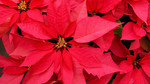 Beechgrove Potting Shed: 22/11/2009