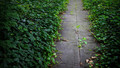 The Living World: Autumn Ivy