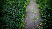 The Living World: Autumn Ivy