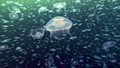 Life: 8. Creatures of the Deep