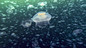 Life: 8. Creatures of the Deep
