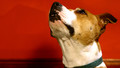 Book of the Week - The Hair of the Dog and Other Scientific Surprises: Episode 5