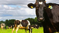 On Your Farm: Sun, 13 Dec 2009