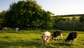 Farming Today: Mon, 14 Dec 2009