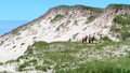Sable Island: A Dune Adrift: Tue, 15 Dec 2009